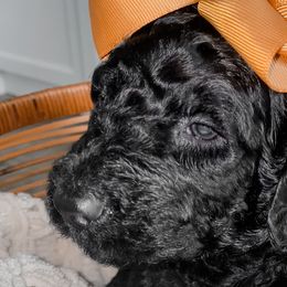 Goldendoodles from The Doodle Den