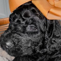 Goldendoodles from The Doodle Den