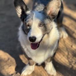 Cardigan Welsh Corgi puppies from Victory Crown