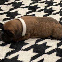 Boxer Puppies from PrideNJoy Boxers