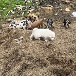Luke - White male Great Pyrenees puppy in East Dover, Vermont from Cracked An Egg Farm