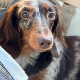 Bijou - Dachshund