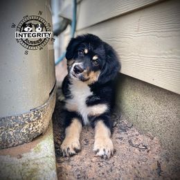 Australian Shepherd and Miniature Australian Shepherd Puppies from Integrity Aussies Tx
