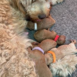 Goldendoodle Puppies from Heartshine Doodles