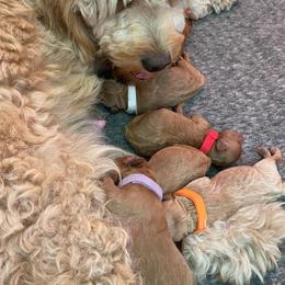 Goldendoodle Puppies from Heartshine Doodles