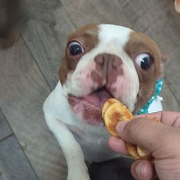 Sloan - Boston Terrier