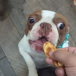 Sloan - Boston Terrier