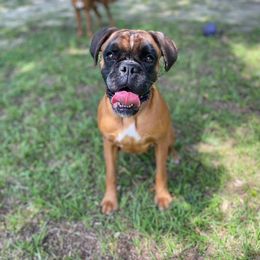 Boxer All Grown Up from Camas Boxers