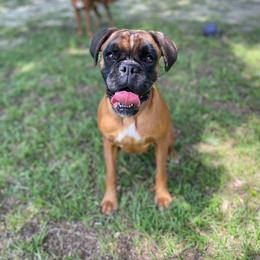 Boxer All Grown Up from Camas Boxers