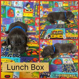 Lunch Box - Blue male Catahoula Leopard Dog puppy in Forbes, Minnesota from North Country Catahoulas
