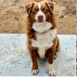 Denver - Miniature Australian Shepherd