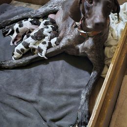 Boy 1 - Liver and white male German Shorthaired Pointer puppy in Henderson, Texas from C4 Gun Dogs