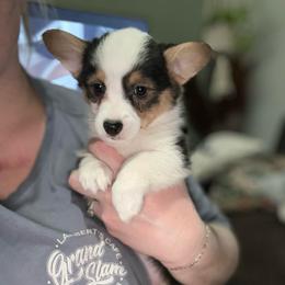 Female 3 - Black and tan female American Corgi puppy in Crossville, Tennessee from MKC Farms