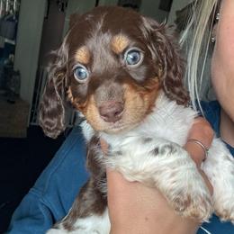 Alastor - Piebald male Dachshund puppy in Englewood, Ohio from TS Dachshunds