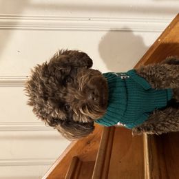 Aussiedoodles, Goldendoodles, and Poodles from Designer Doodles of South GA