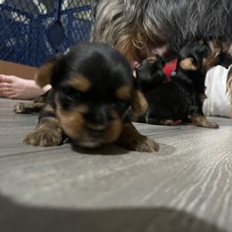 Yorkshire Terrier Puppies from K’s Yorkies