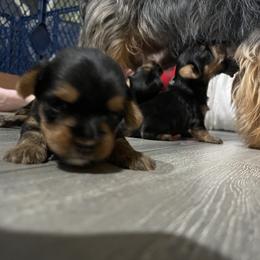Yorkshire Terrier Puppies from K’s Yorkies