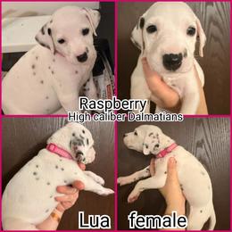 Raspberry - White and black female Dalmatian puppy in Mesquite, Texas from Dallas Dalmatians
