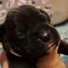 Yellow girl - Brindle female Boxer puppy in Franklin, Georgia from Lakeside Kennels of Franklin