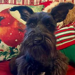 Harper Renae - Miniature Schnauzer