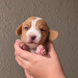 Starburst - Lemon female Beagle puppy in Lake City, Florida from Sunkissed Beagles