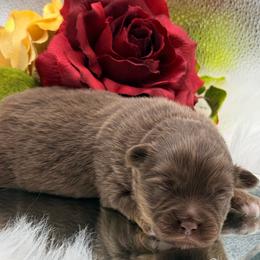 Ringo holding pending eye color - Red tri male Toy Australian Shepherd puppy in Denmark, South Carolina from Rustic Rose Toy Australian Shepherds