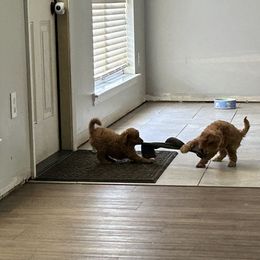 Boxer and Cavapoo Puppies from Acadian Kennels