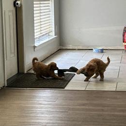 Boxer and Cavapoo Puppies from Acadian Kennels