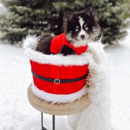 Cider - Pomsky puppy from Lake Point Pomskies