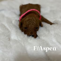 Aspen - Red  female Goldendoodle puppy in Graham, North Carolina from Geise Meadow Doodles