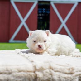 Cera - Cream female Pomeranian puppy in Bethel, Ohio from J&A Poms