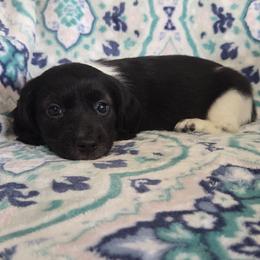 Fenrir - Piebald male Dachshund puppy in Cowen, West Virginia from Bennett Babies