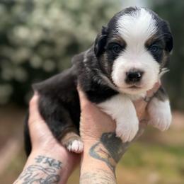 Onyx - Black tri male Miniature American Shepherd puppy in Phoenix, Arizona from Outlaw Minis