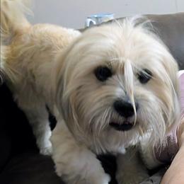 Maggie Mae - Lhasa Apso