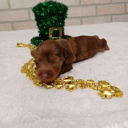 Basset Hound and Dachshund Puppies from Low Down Bassets