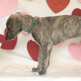 Boy 3 - Blue brindle Greyhound puppy in St. Louis, Missouri from Velocitas Greyhounds