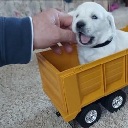 Golden Retriever Puppies from Gratz Kennels