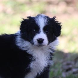Blk male 1 - Black male Border Collie puppy in Tylertown, Mississippi from Cool Meadow Farms