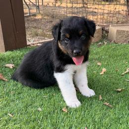 Michael - Black tri-color male Australian Shepherd puppy in Mount Vernon, Texas from RJ's Aussie Posse