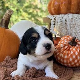 Milkshake 2800 - Piebald male Dachshund puppy in Hendersonville, North Carolina from Snarky Doxy Miniature Dachshunds
