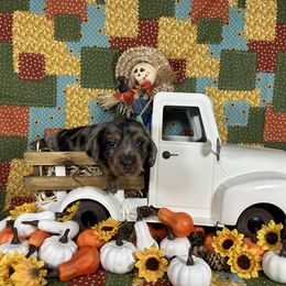 Shaggy - Dapple male Dachshund puppy in Fort Bend County, Texas from Dolly’s Darling