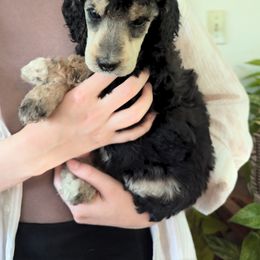 Poodle Puppies from New Hope Standard Poodles