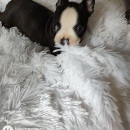 Sweetie - Black brindle and white female Boston Terrier puppy in Lupton, Michigan from The Littles