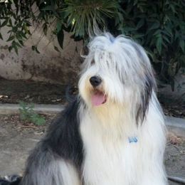 Bearded Collies from Conley's