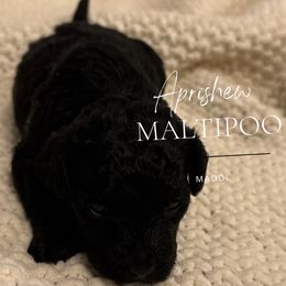Maddi - Black female Maltipoo puppy in Weatherford, Texas from Aprishew Maltipoo