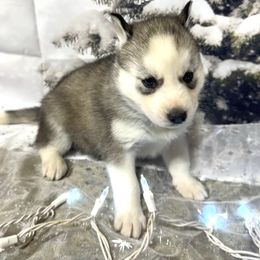 Faith - Black and white female Siberian Husky puppy in Vail, Iowa from Homegrown Huskies