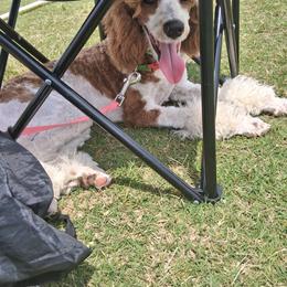 Pink girl - Parti female Poodle puppy in Nolensville, Tennessee from White Willow Poodles