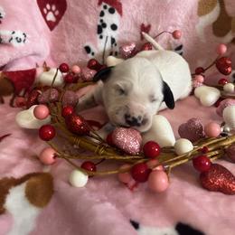 Cayenne - White and black female Dalmatian puppy in Claremore, Oklahoma from Lotsofdots Dalmatians