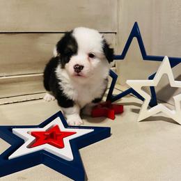 Bruno - White and black male Pembroke Welsh Corgi puppy in Cashion, Oklahoma from Shabby Chic Corgis