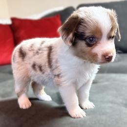 Charlie (AKC and ASDR) - Red merle male Miniature American Shepherd puppy in Stockton, Missouri from Kizmit Farmz